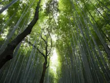 A lição do Bambu Chinês