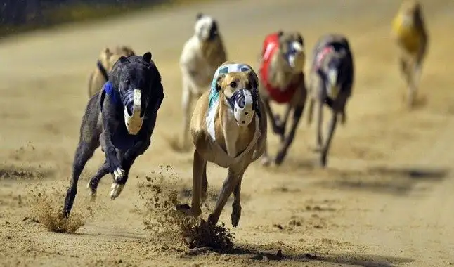 Bet365: aposte em corrida de Galgos