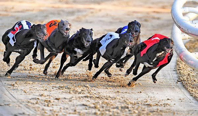 Greyhound Racing is subjected to changes in the UK