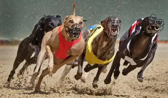 Entain traz novidades para corridas de galgos